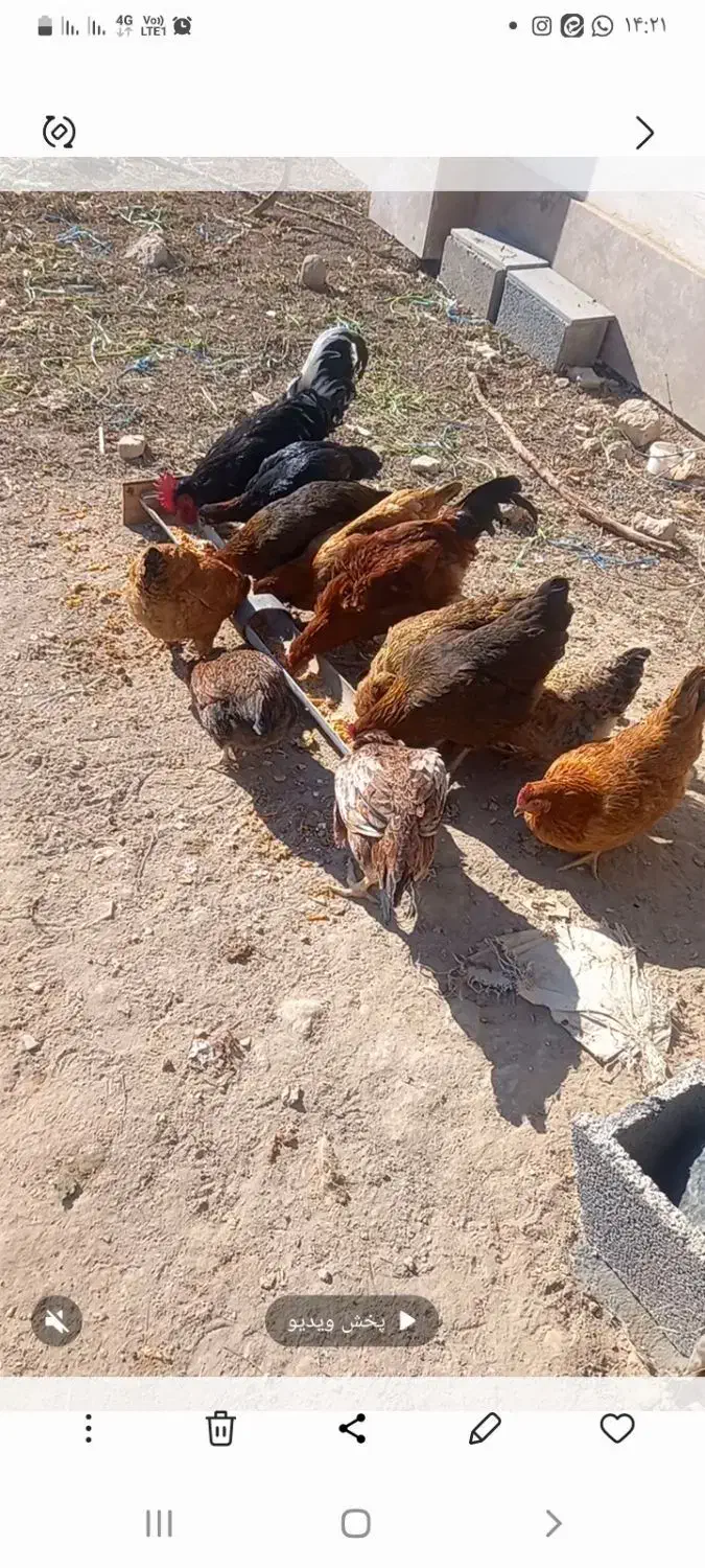 مرغ و خروس|حیوانات مزرعه|مشکین‌دشت, |دیوار