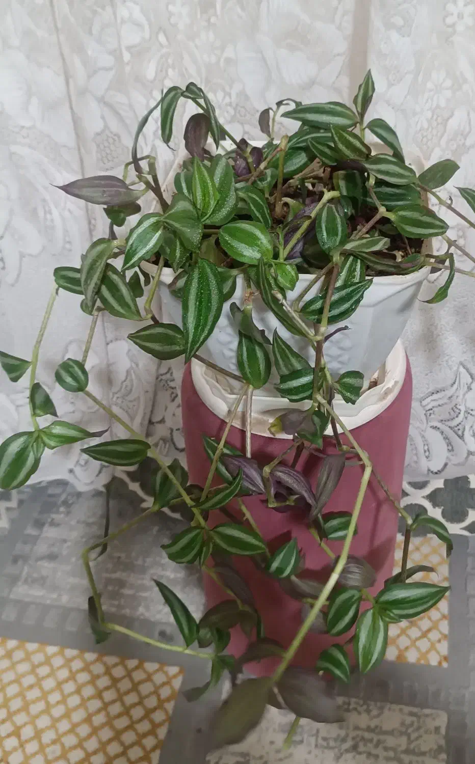 9 عدد گل طبیعی|گل و گیاه طبیعی|فارسان, |دیوار