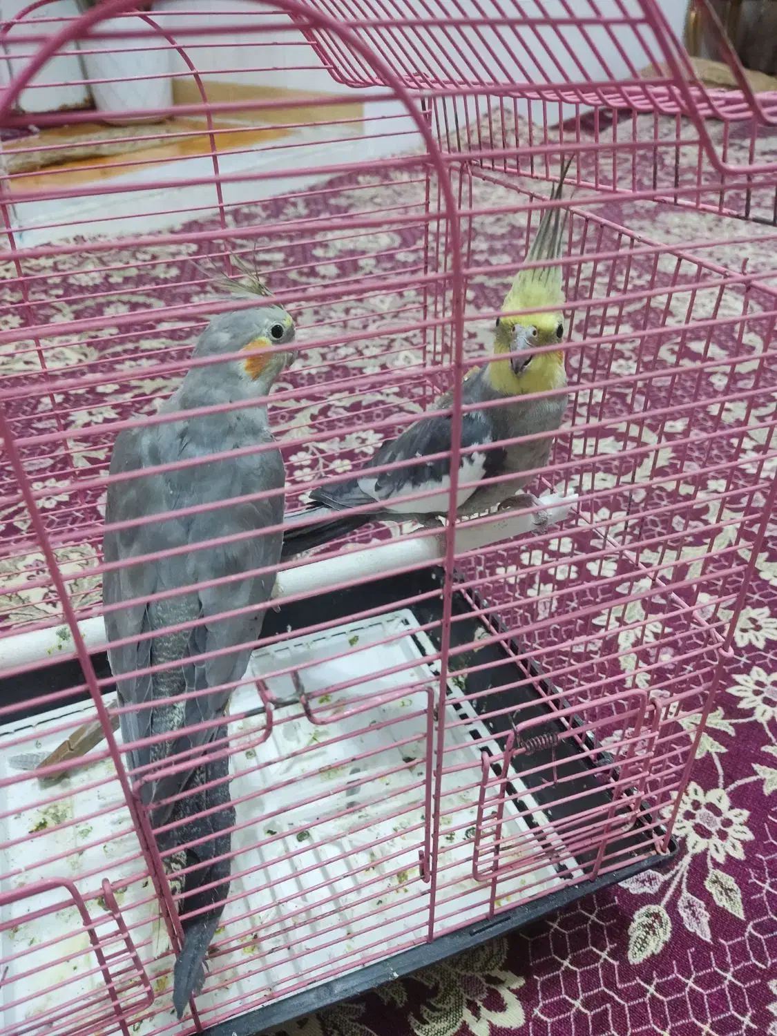 عروس هلندی|پرنده|بناب, |دیوار