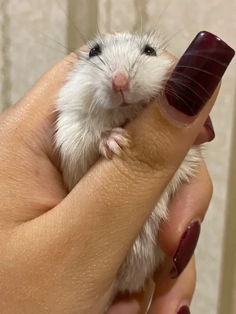 دوعدد همستر کمپل نروماده جدا هم ب فروش میرسه|موش و خرگوش|تهران, کوهک|دیوار