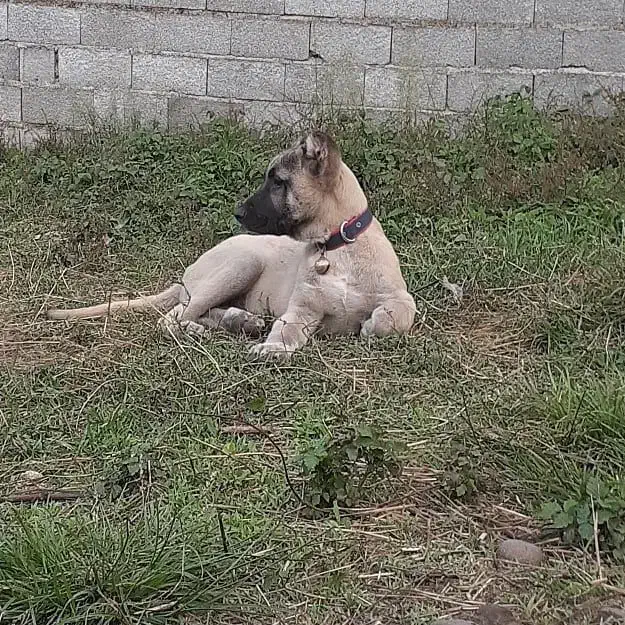 سرابی|سگ|اصفهان, نقش جهان|دیوار