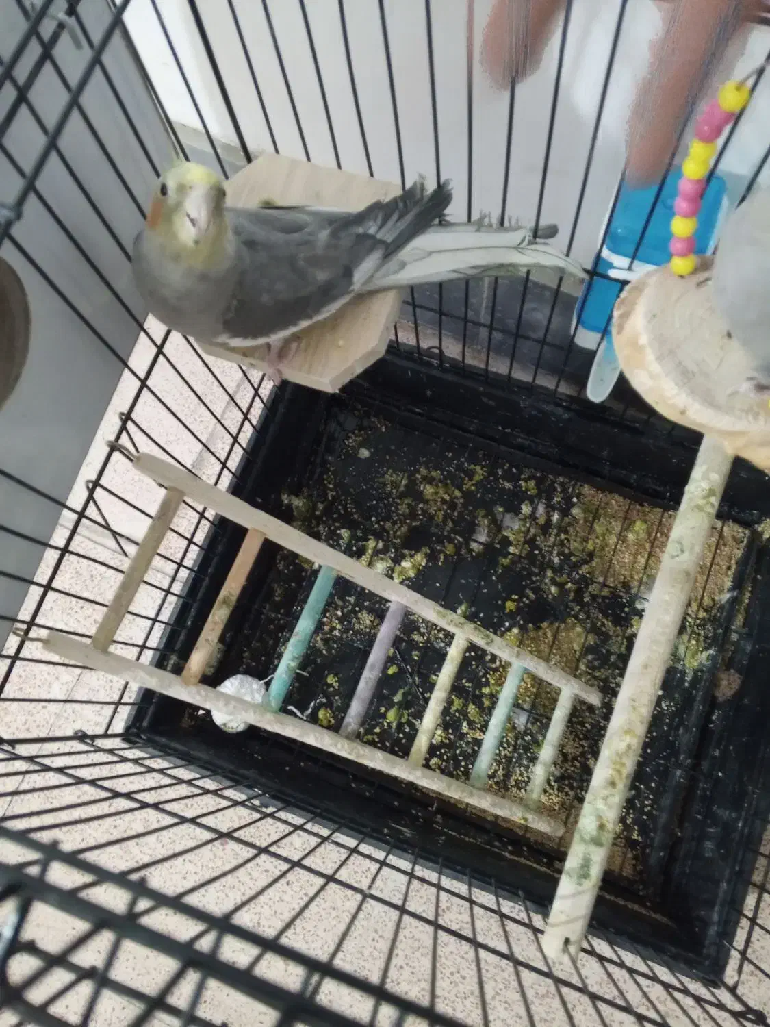 عروس هلندی|پرنده|پیرانشهر, |دیوار