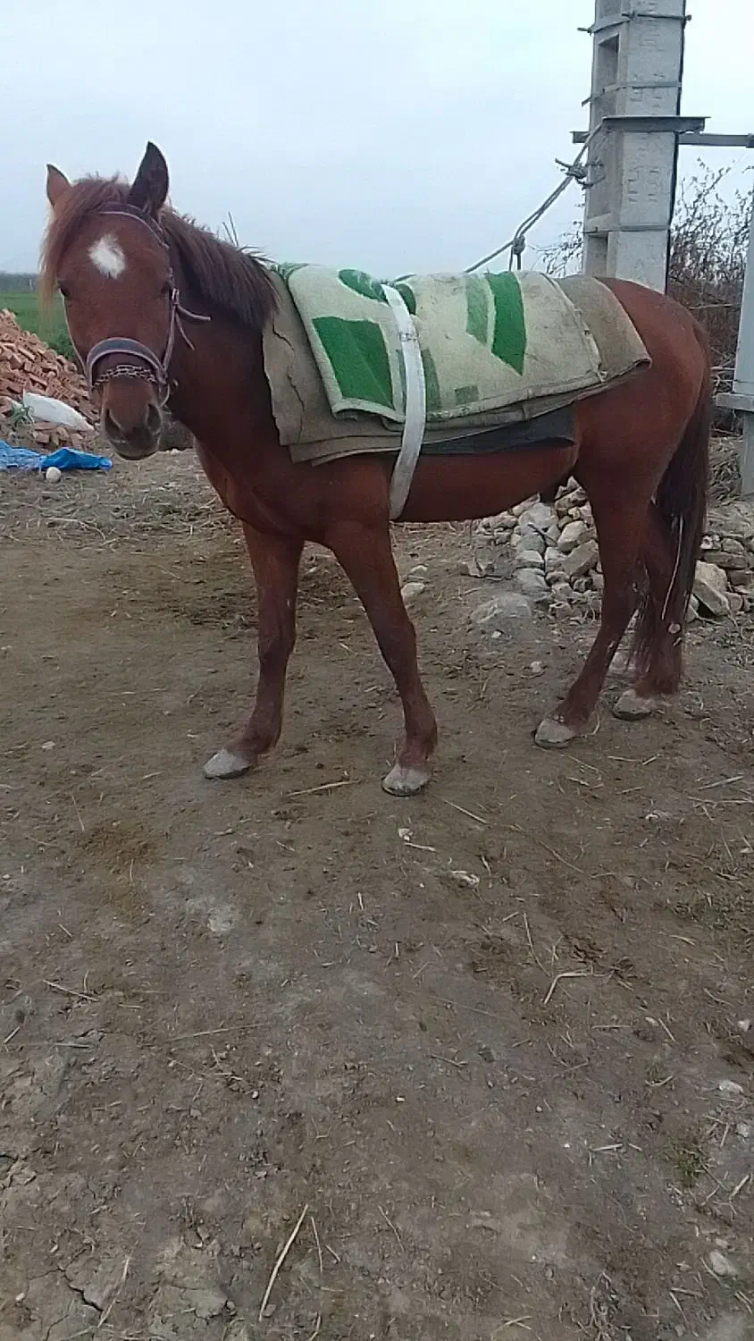 فروش اسب نریان جوان|اسب و تجهیزات اسبسواری|گرگان, |دیوار