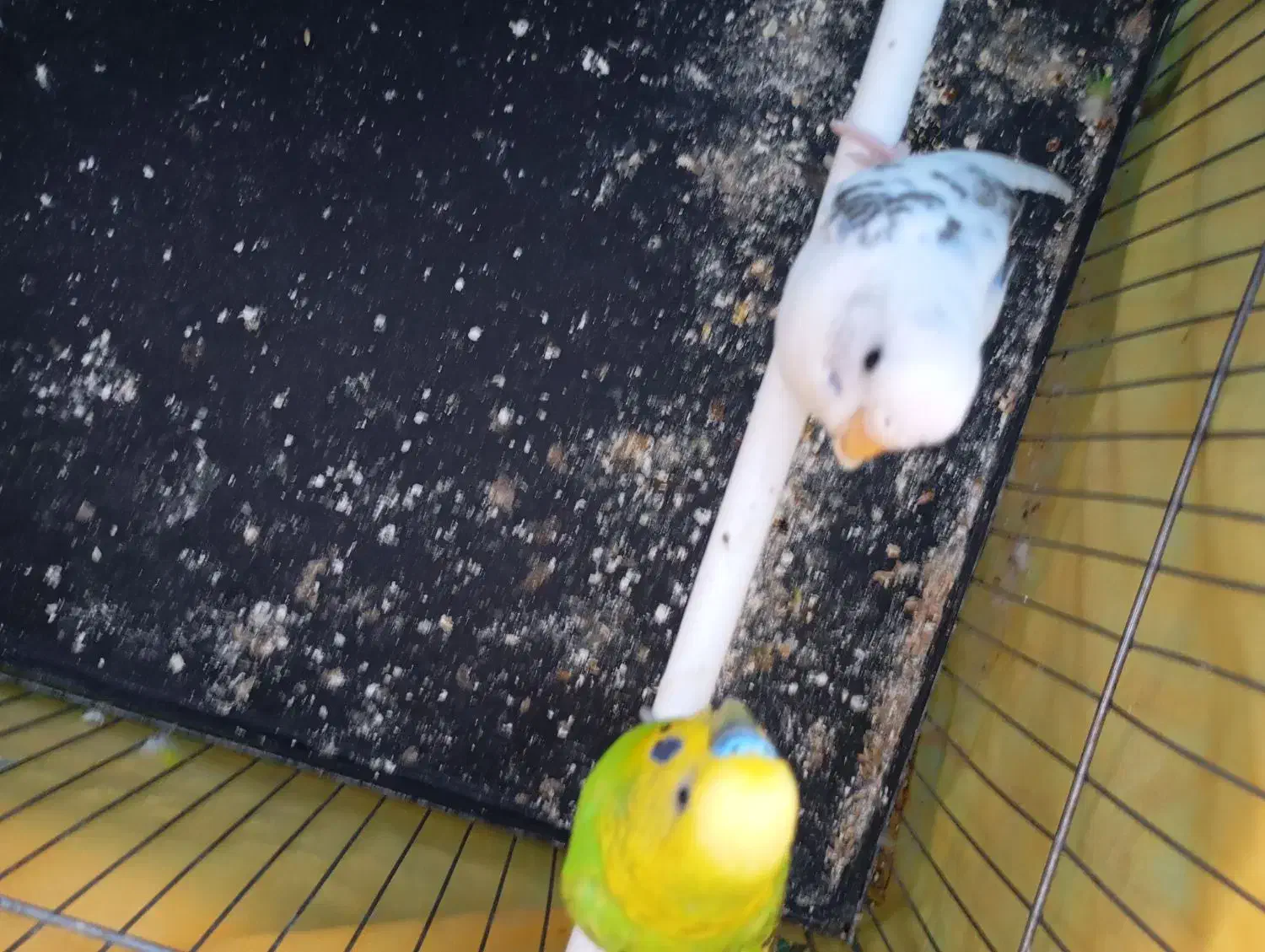 مرغ عشق|پرنده|ساوه, |دیوار