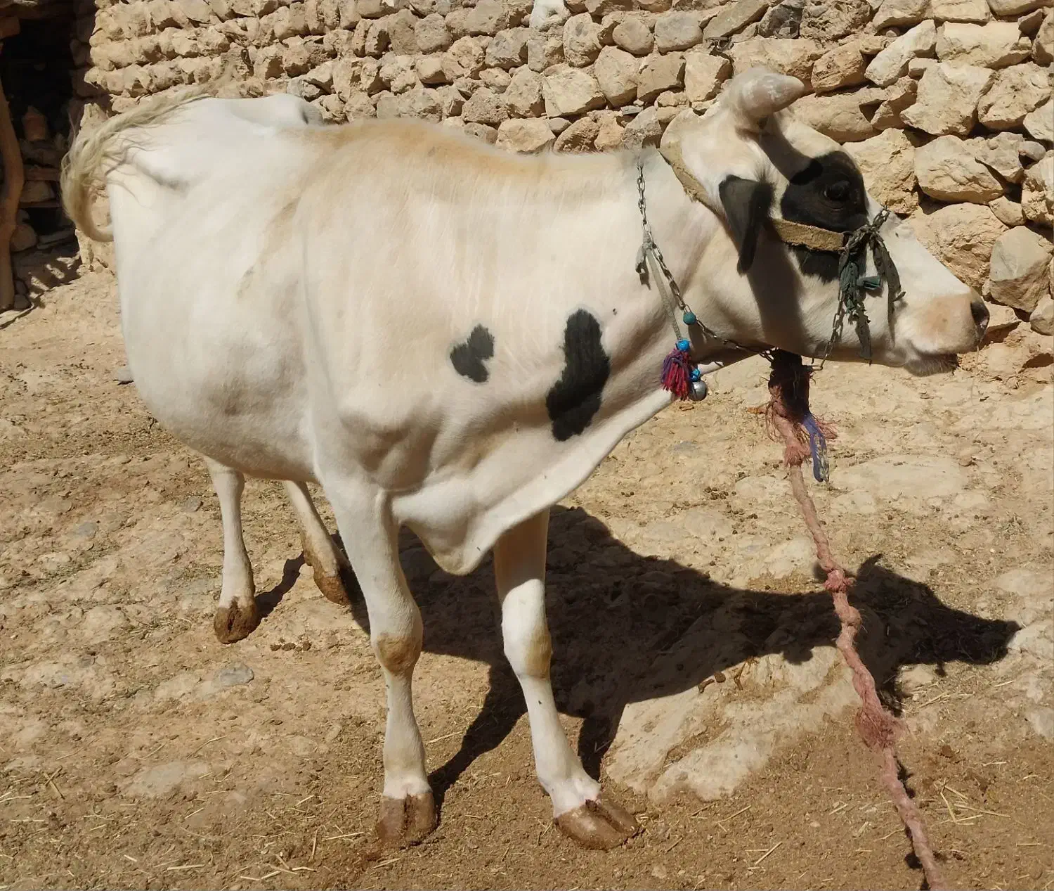 گاو شیری|حیوانات مزرعه|لردگان, |دیوار