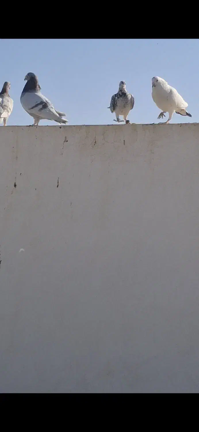 کبوتر آلمانی|پرنده|سبزوار, رباط|دیوار