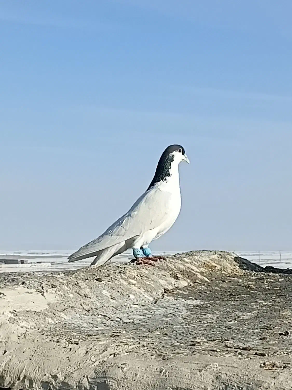 خال|پرنده|تربت جام, میان جام|دیوار