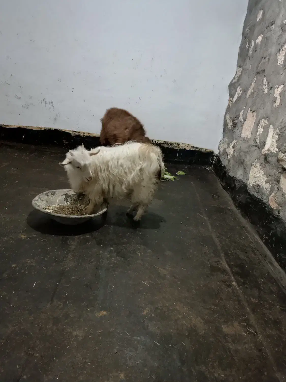 بزغاله زینتی ،عروسک|حیوانات مزرعه|مهاباد (آذربایجان غربی), |دیوار