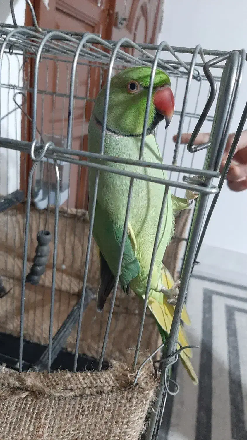 طوطی ملنگو نر دو ساله سخنگو|پرنده|قائم‌شهر, |دیوار