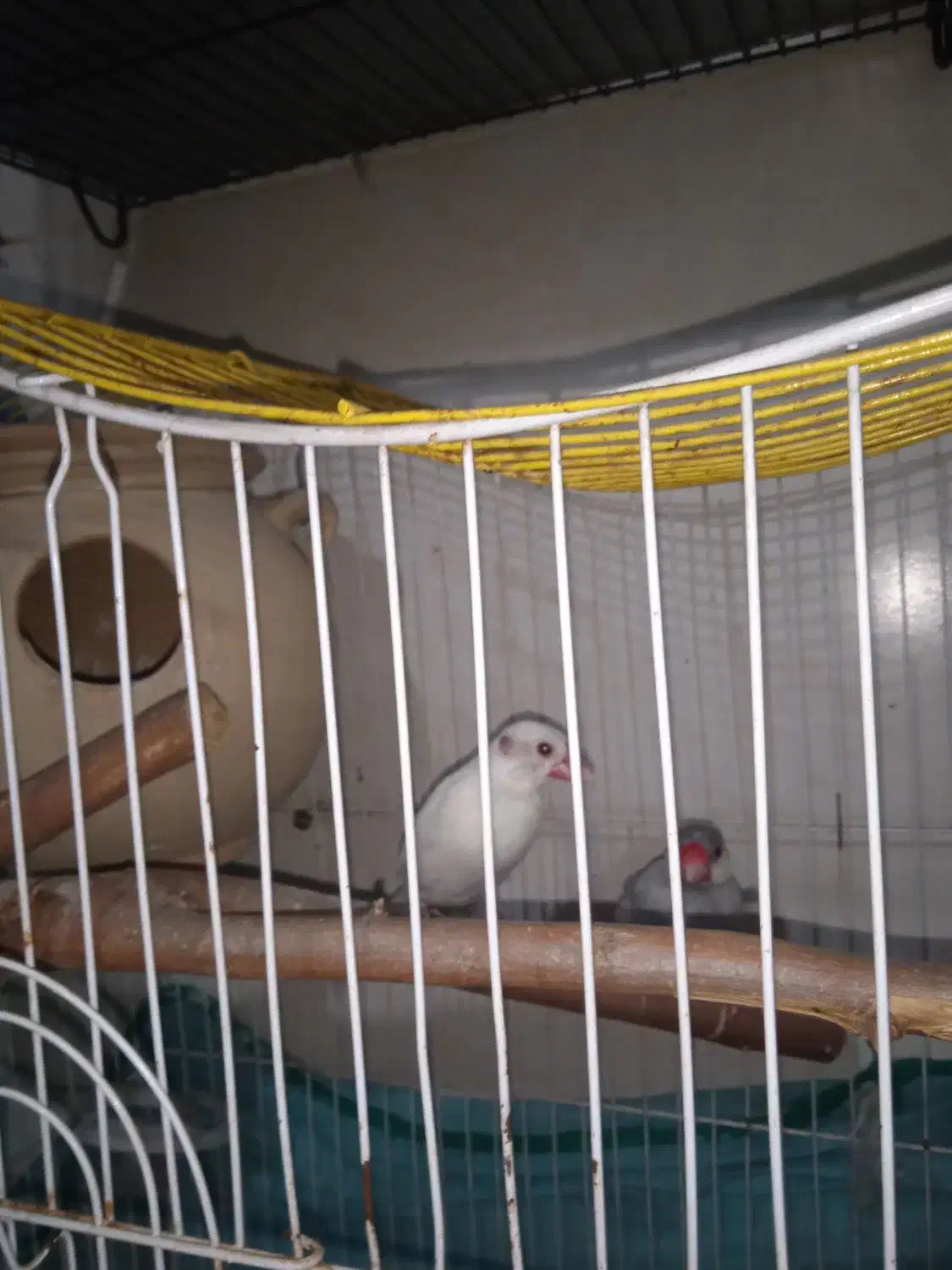 جفت فنچ نرگسی|پرنده|بندر ماهشهر, |دیوار