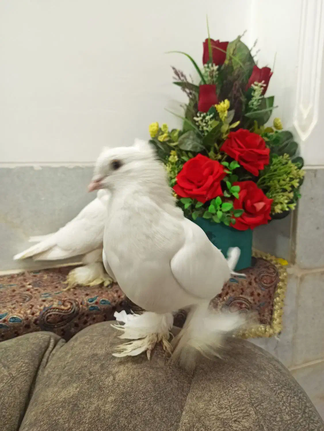 کبوتر|پرنده|آبعلی, |دیوار