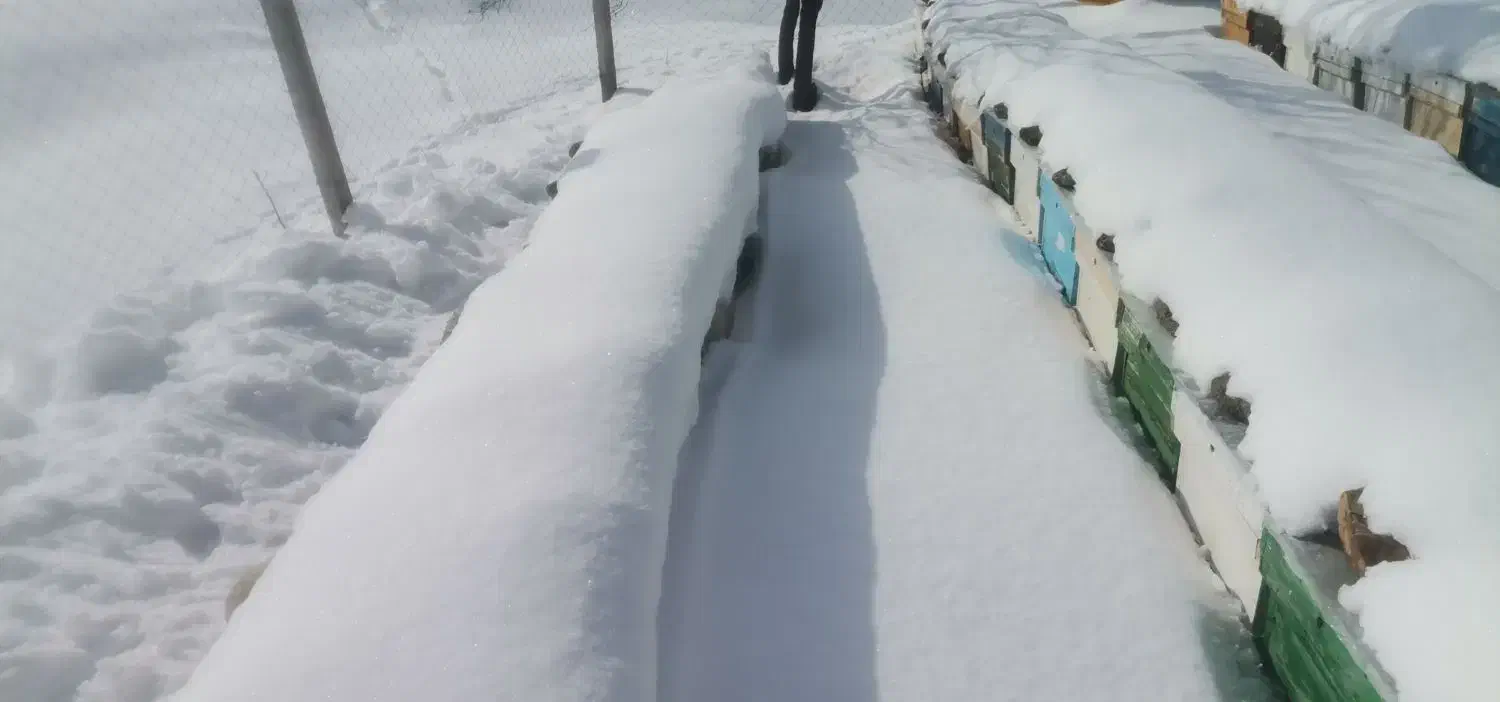 زنبورعسل|حیوانات مزرعه|سقز, |دیوار