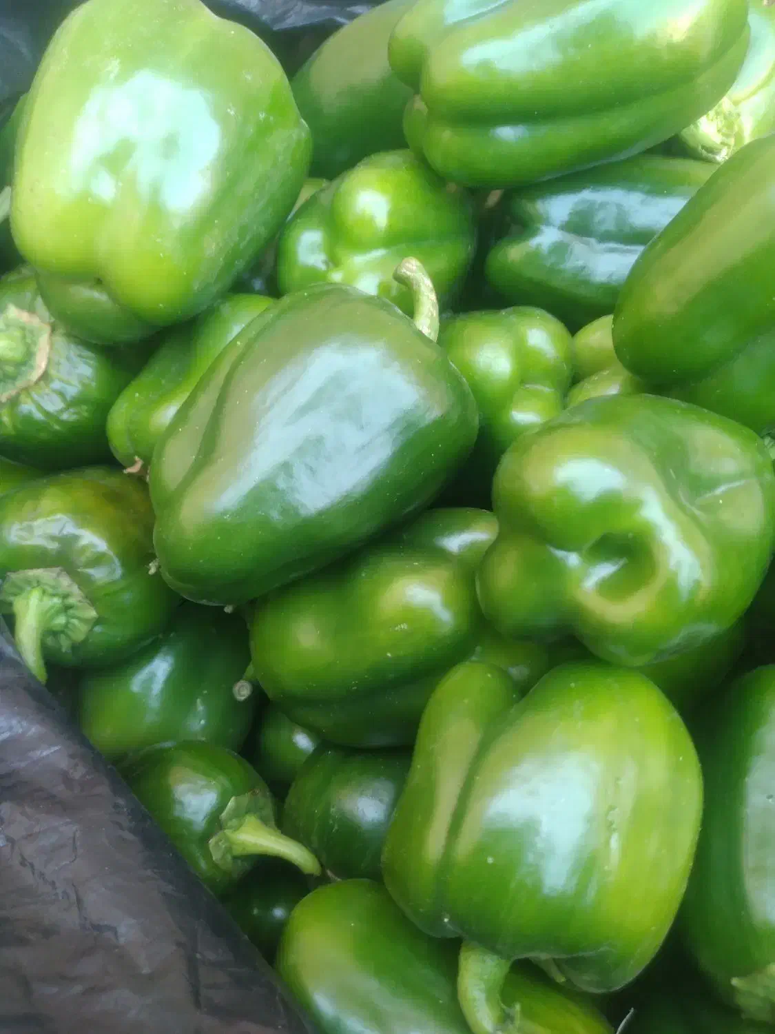 دلمه تازه|عمده‌فروشی|کوهدشت, |دیوار