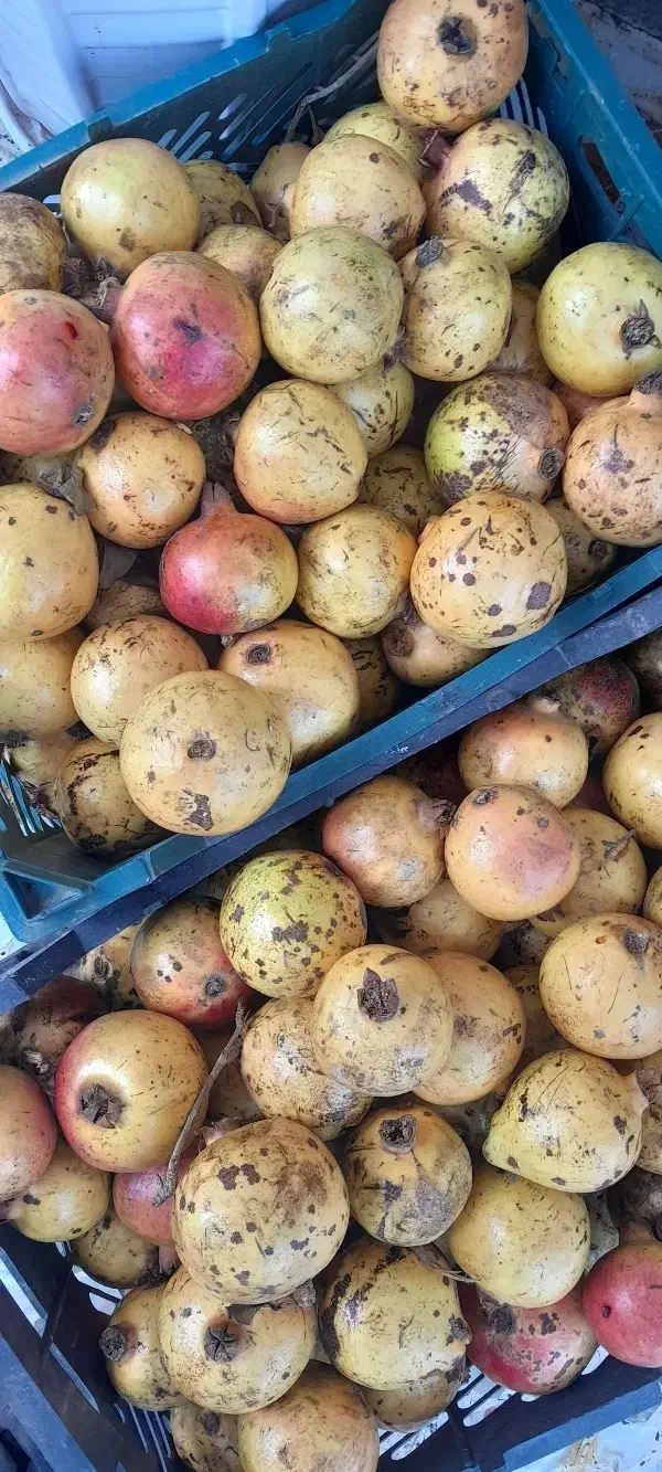 انار ترش آبدار قرمز تحویل رایگان درب منزل|خوردنی و آشامیدنی|رشت, پارک شهر|دیوار