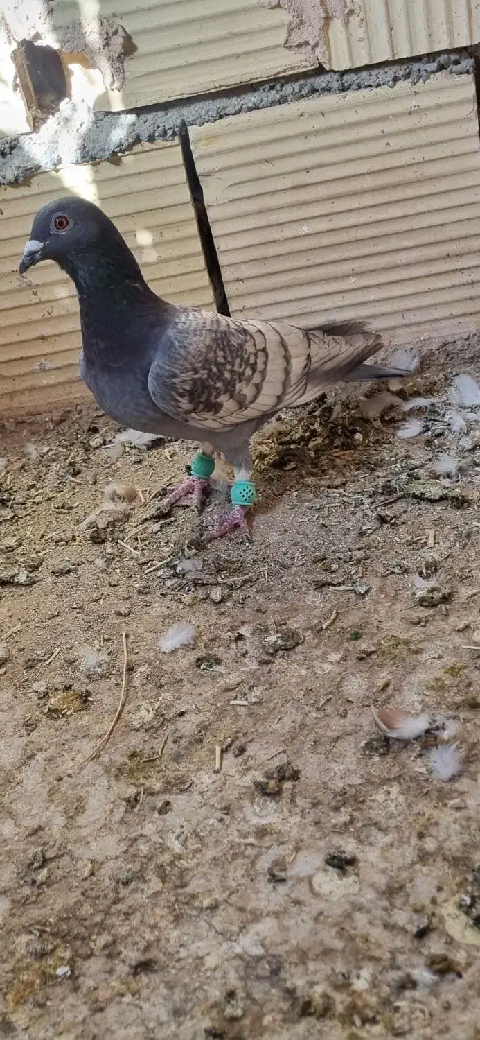 پشت تاووسی آلمانی|پرنده|عطاملک, |دیوار