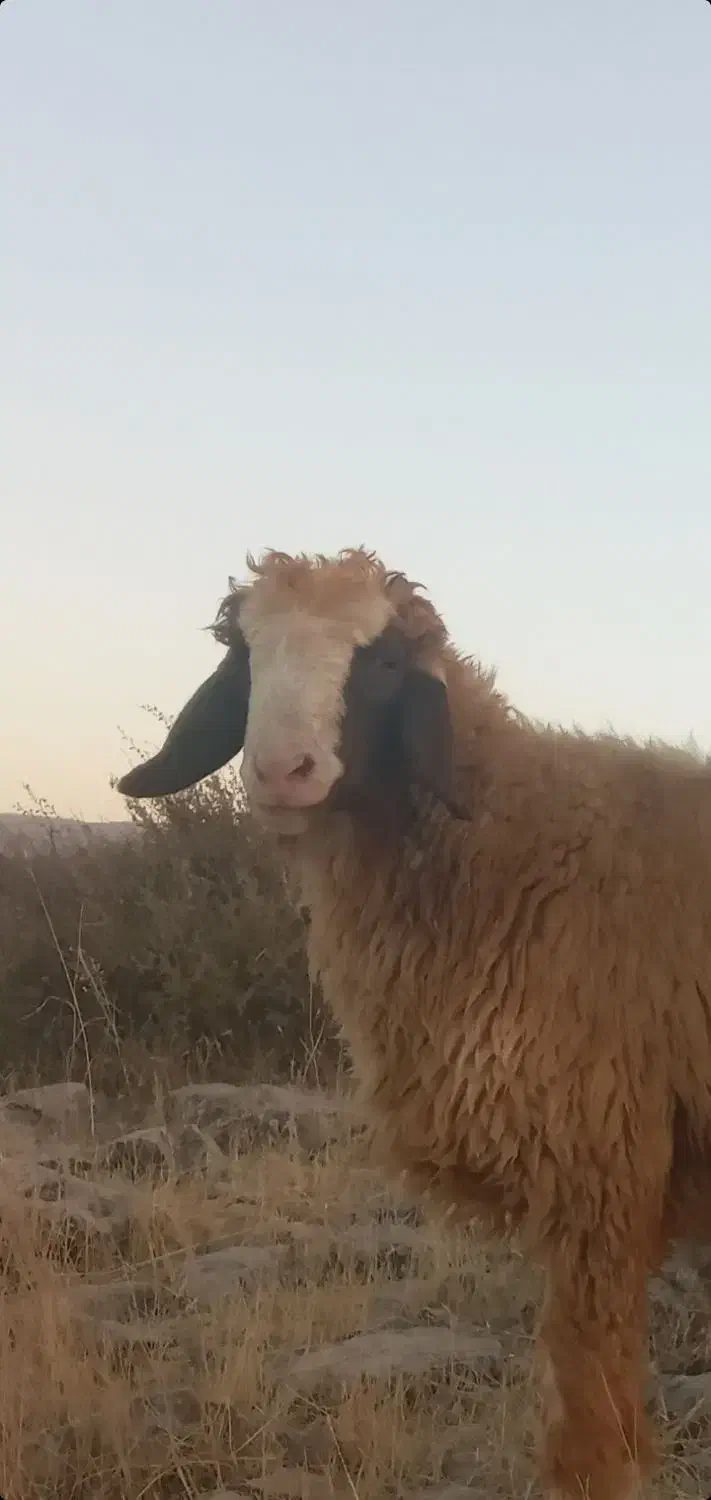 بره قوچ|حیوانات مزرعه|سرپل ذهاب, |دیوار