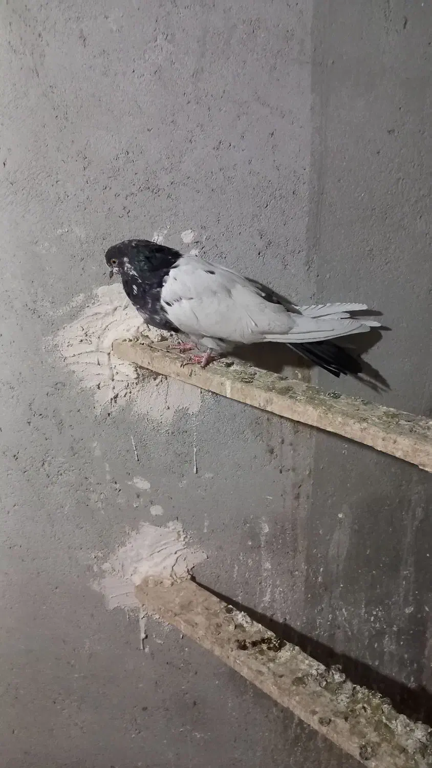 کبوتر ماده کله دم سبز نوک ریز|پرنده|کبودرآهنگ, |دیوار