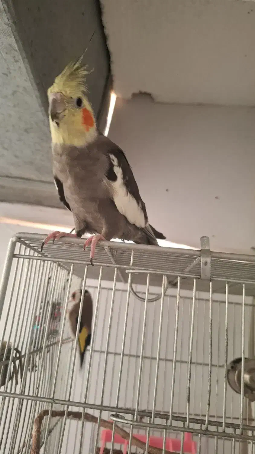 فروش یک جفت عروس هلندی مولد|پرنده|پردیس, فاز ۸|دیوار