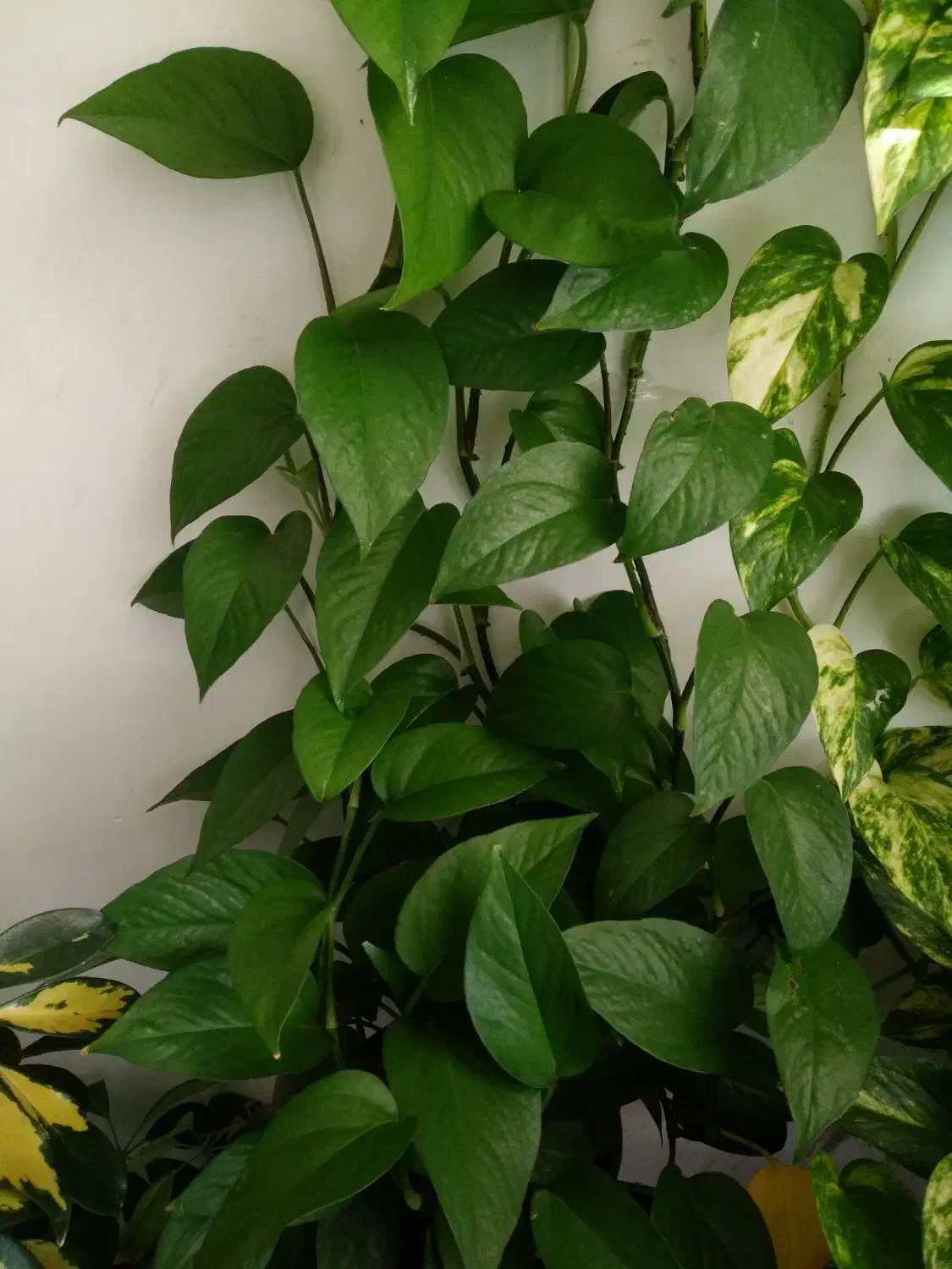 گل پتوس|گل و گیاه طبیعی|کوهدشت, |دیوار