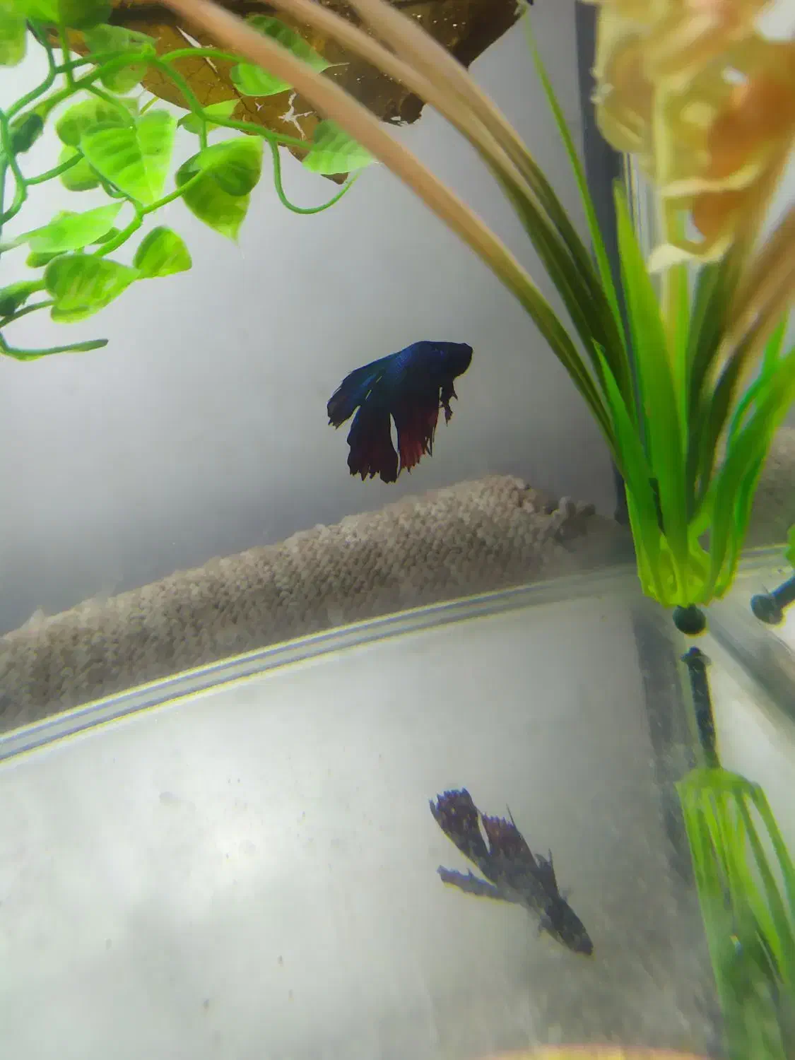 ماهی فایتر|ماهی|زاهدان, |دیوار