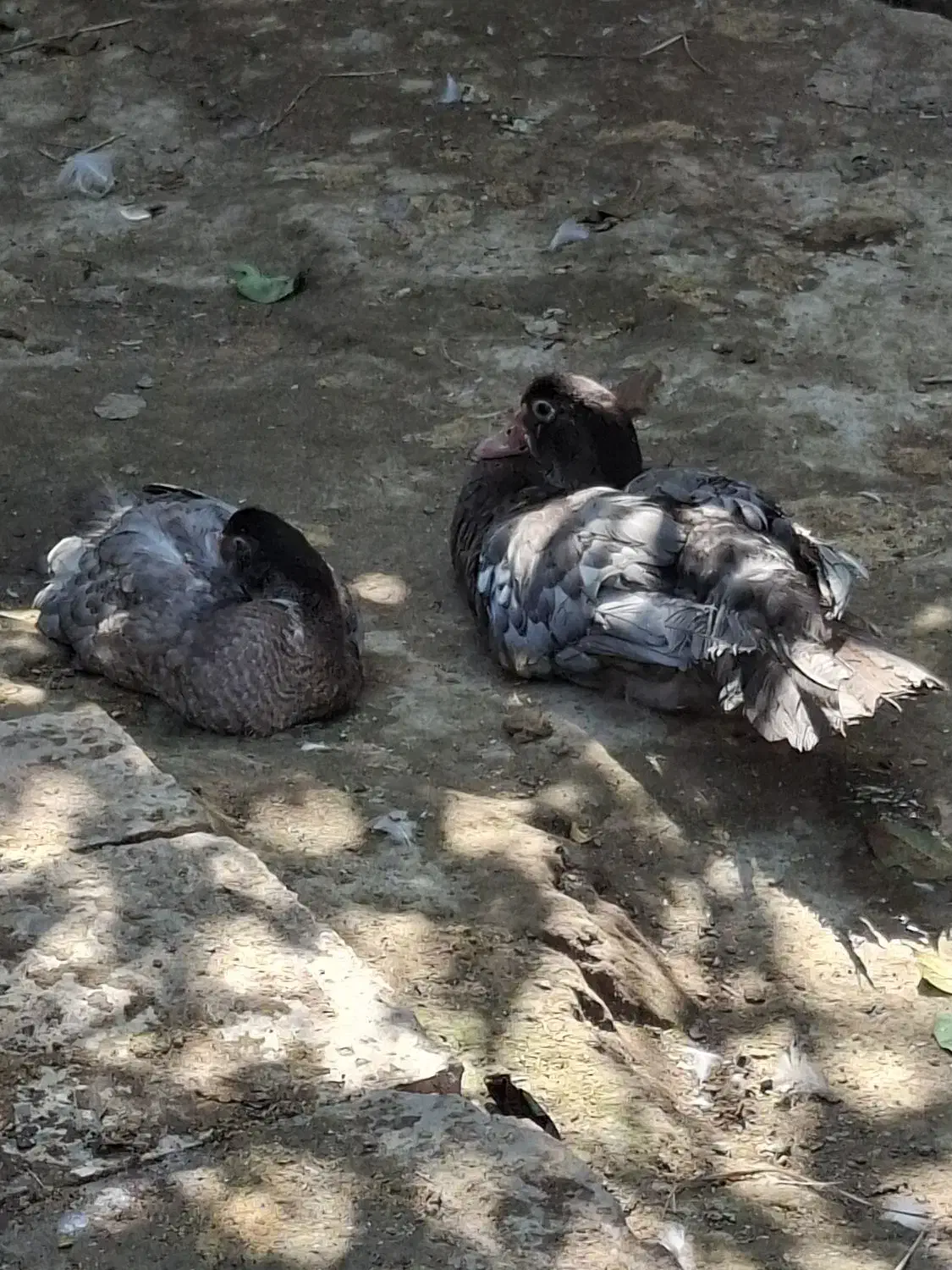 اردک طوسی و مشکی و دودی|حیوانات مزرعه|آمل, |دیوار