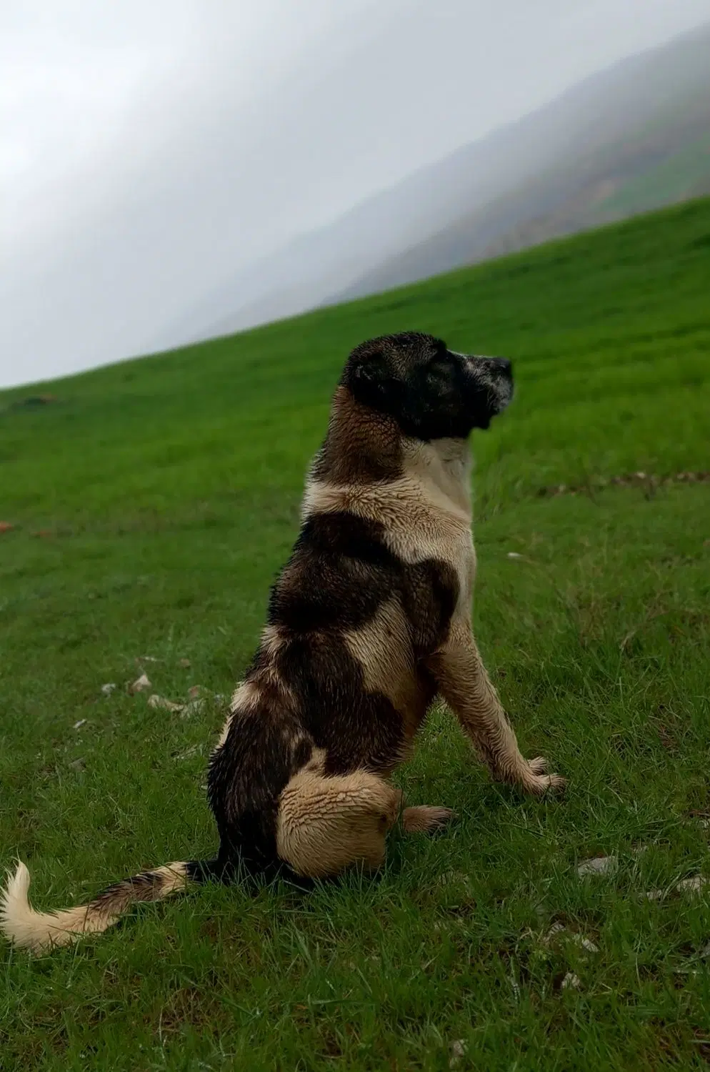 سگ سرابی|سگ|کوزران, |دیوار