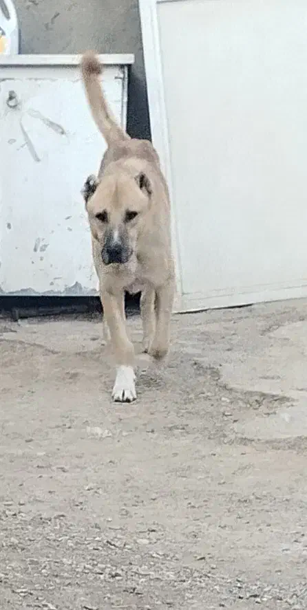 سگ سرابی|سگ|تاکستان, |دیوار