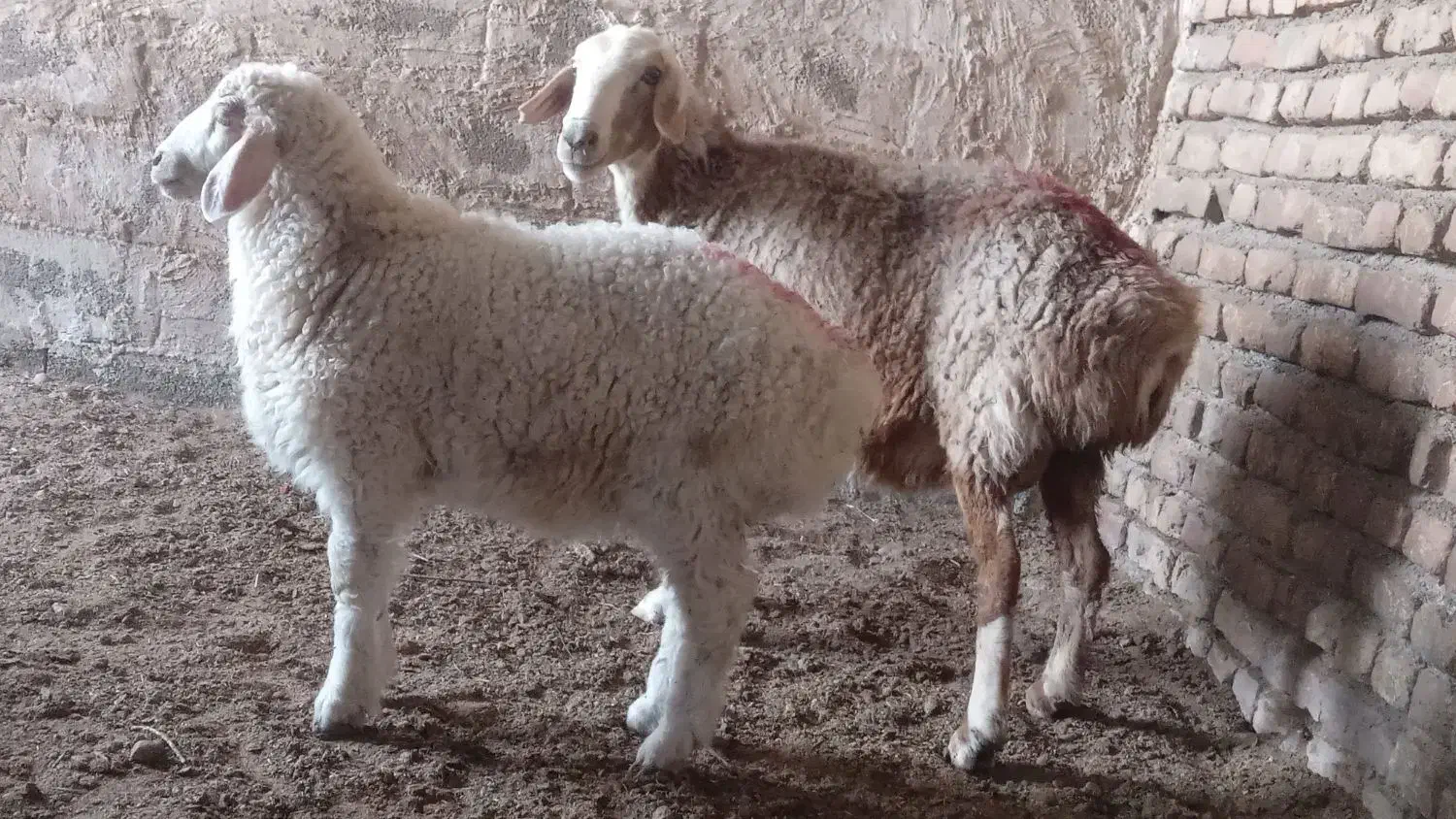 میش بره|حیوانات مزرعه|زیرکوه, |دیوار