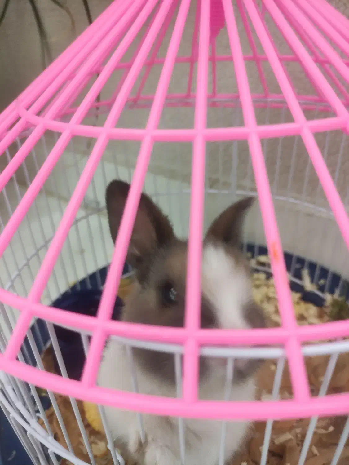 معاوضه خرگوش مینیاتوری تپل وناز یا تخفیف نقدی|موش و خرگوش|ارومیه, |دیوار