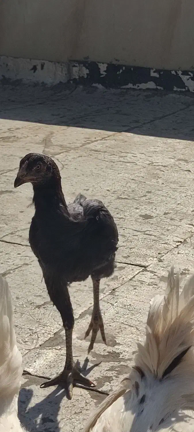 مرغ لاری مشکی|حیوانات مزرعه|شاهینشهر, شهرک گلدیس|دیوار