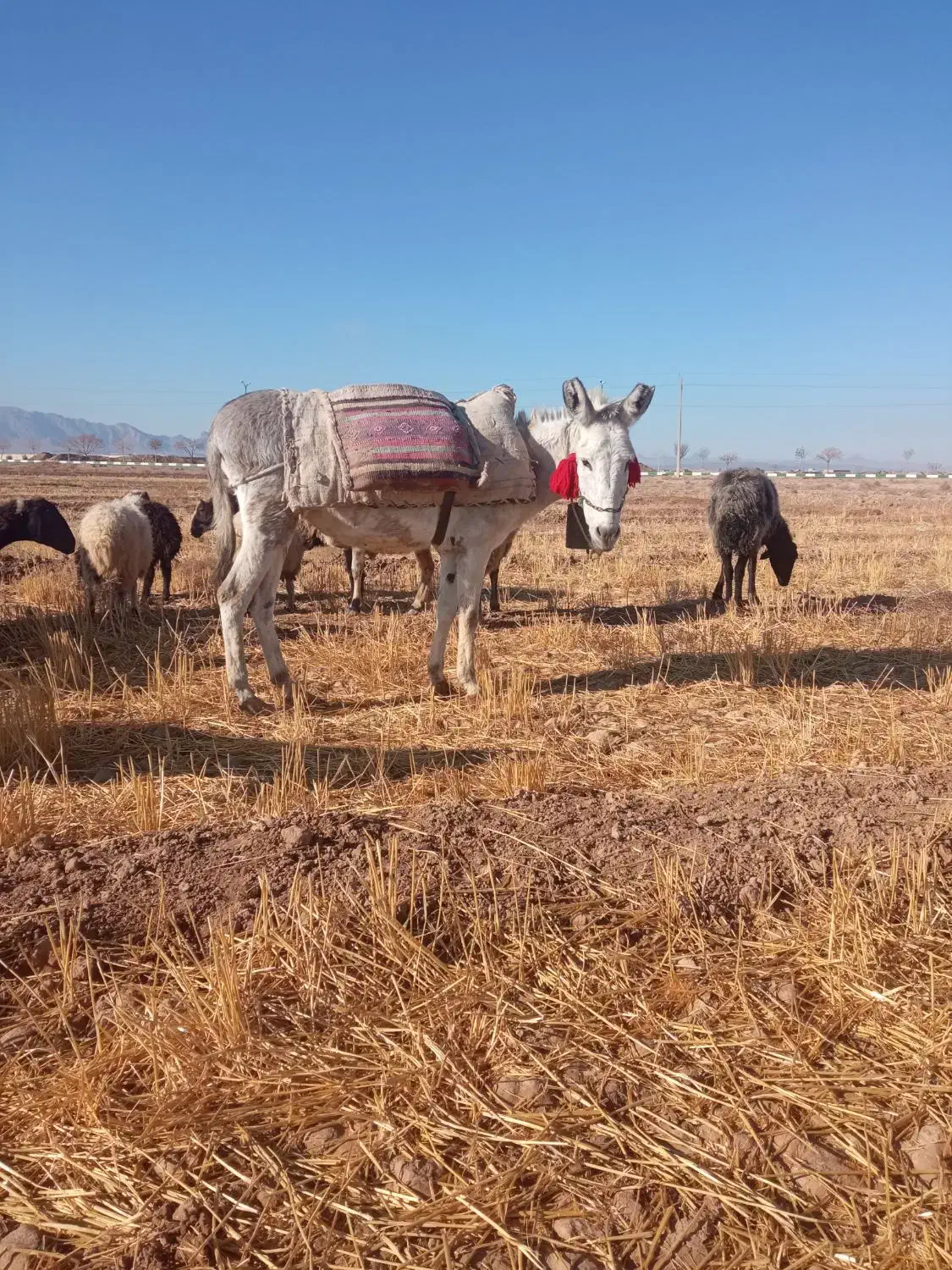 الاغ|حیوانات مزرعه|شاهین‌شهر, گزبرخوار|دیوار