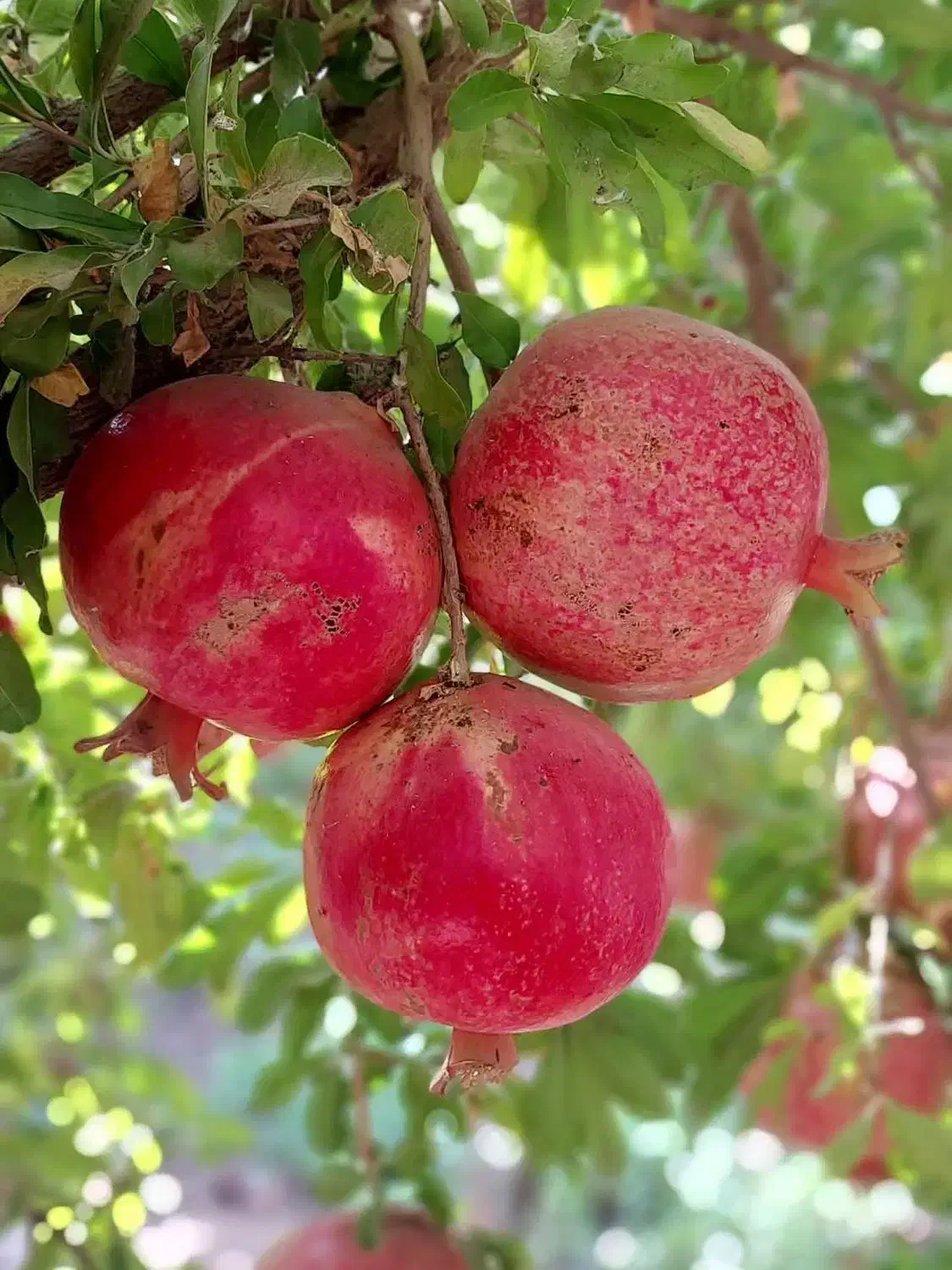 انار عقدا|خوردنی و آشامیدنی|عقدا, |دیوار