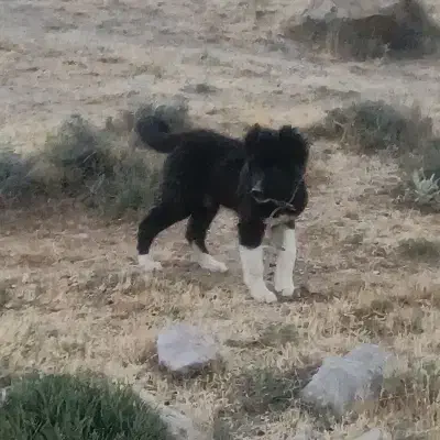 معاوضه کفترباسگ|سگ|سیدان, |دیوار