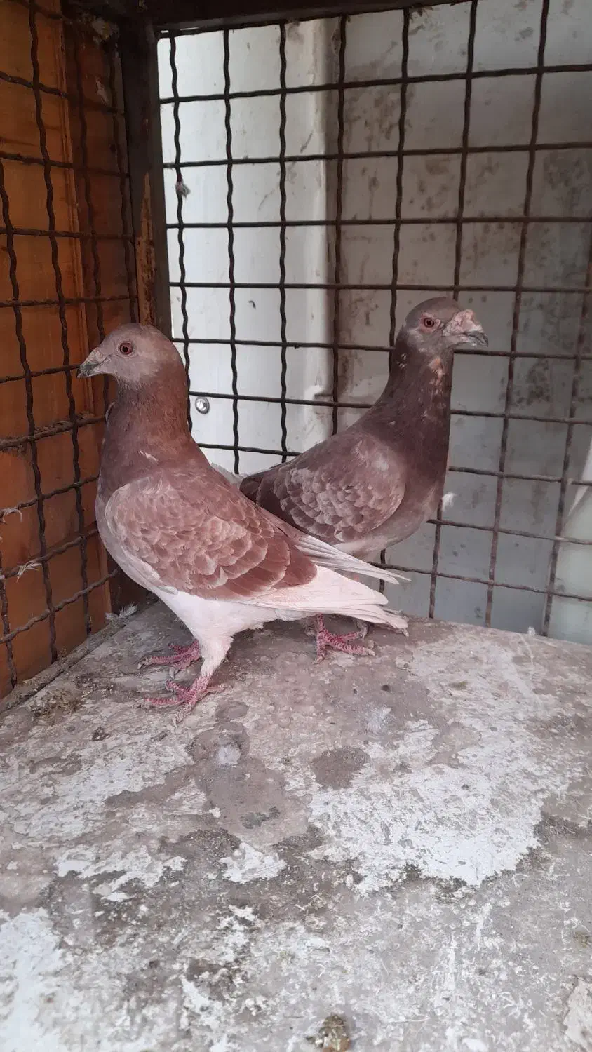 کبوتر|پرنده|سردرود, |دیوار