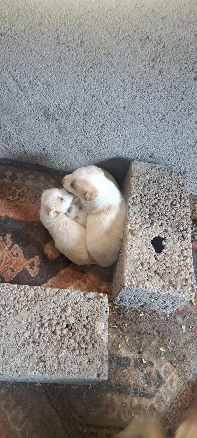 واگذاری توله فیندو اصیل|سگ|هیر, |دیوار