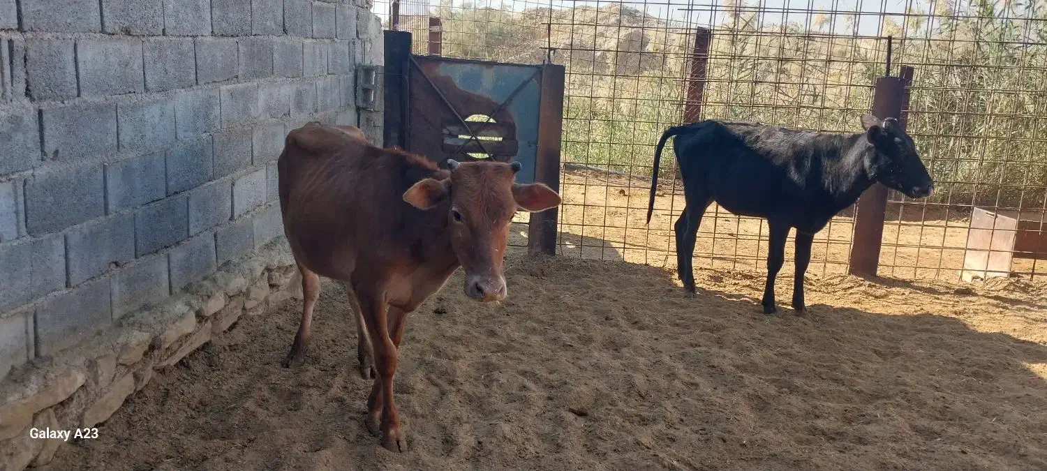 فروش دو عدد گوساله|حیوانات مزرعه|بهبهان, |دیوار