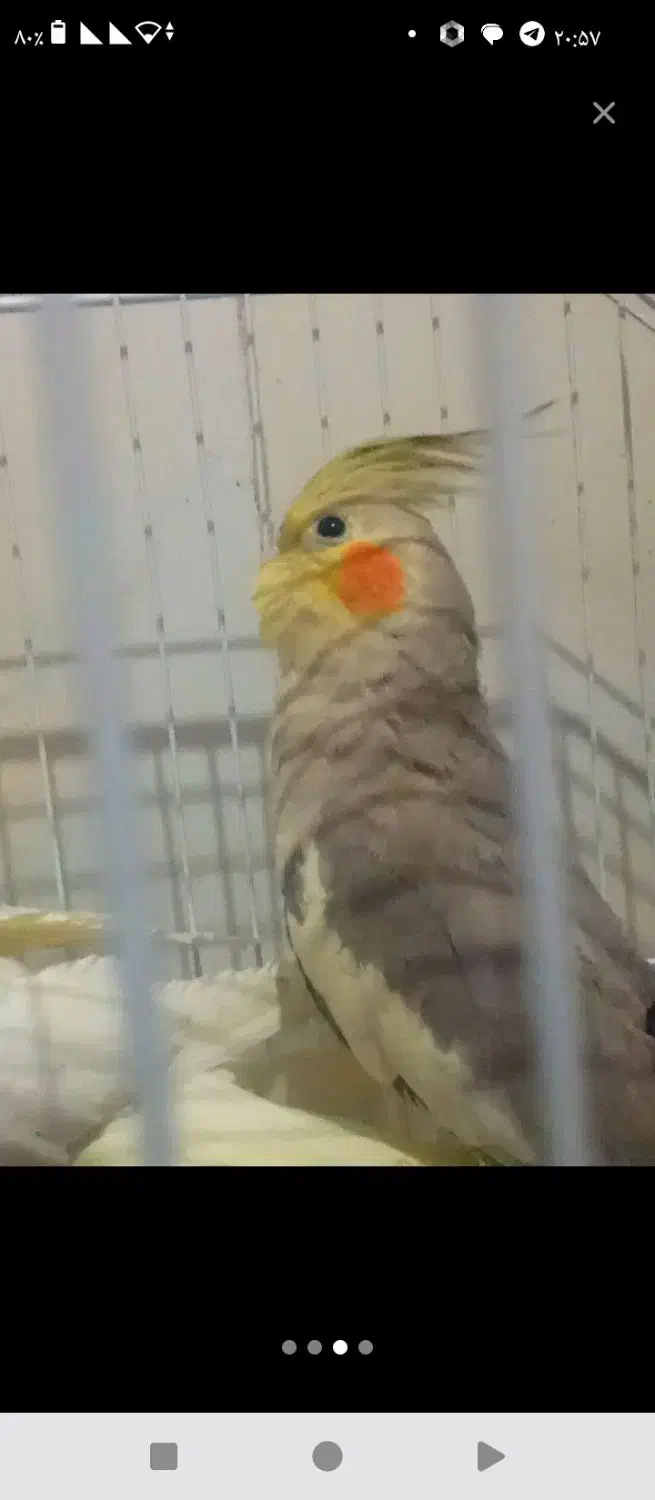 عروس هلندی ماده|پرنده|سیرجان, |دیوار