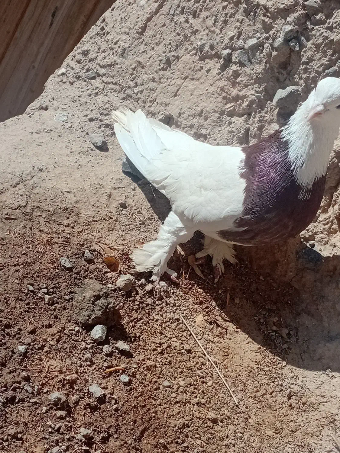 طوقی کله|پرنده|قهستان, |دیوار