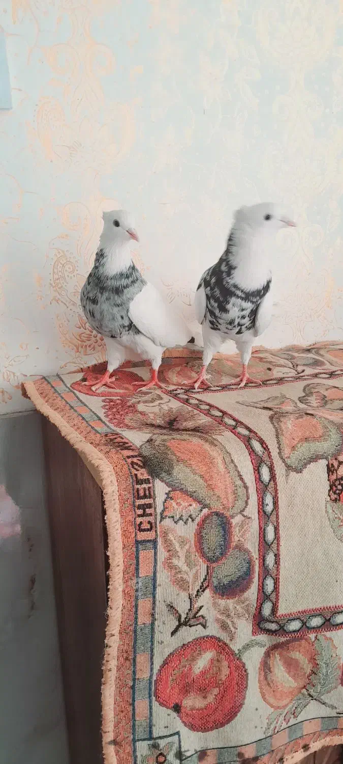 ی جفت طوقی پا|پرنده|کرمانشاه, |دیوار