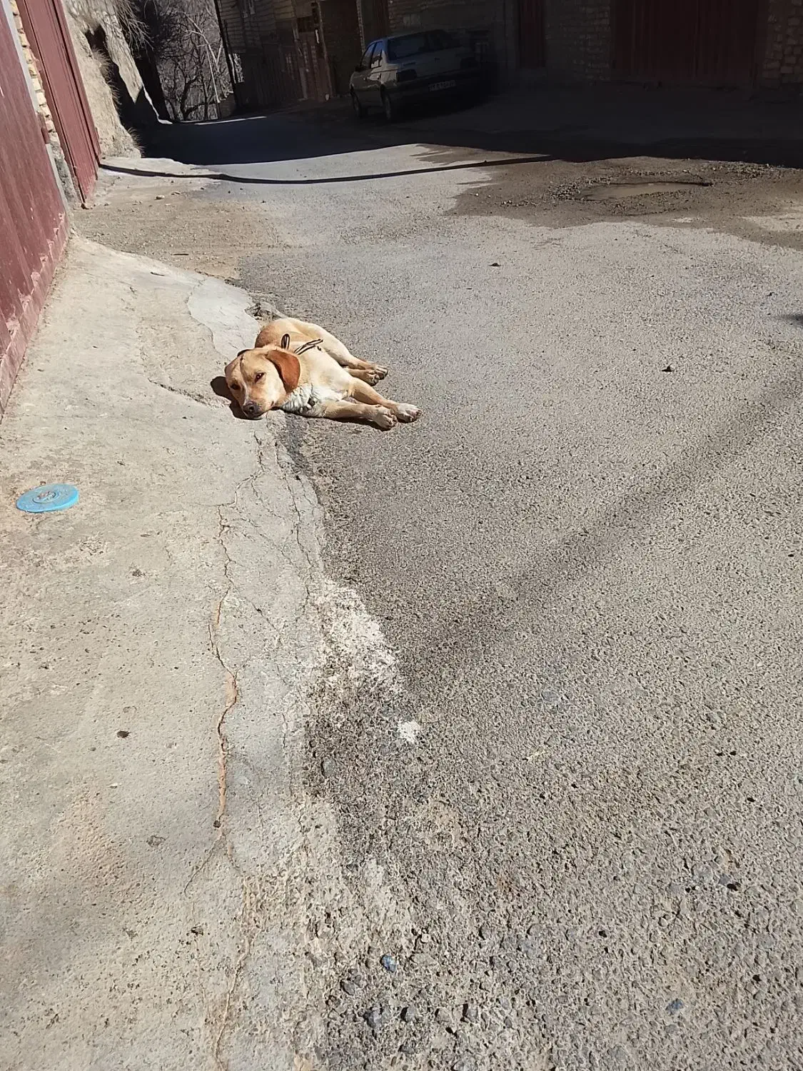 سگ پاکوتاه|سگ|یزد, |دیوار