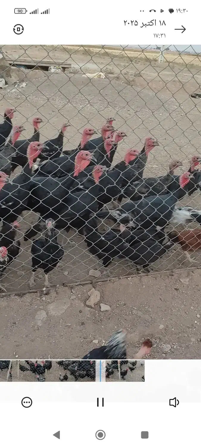 بوقلمون های جوان|حیوانات مزرعه|محمدیه-قزوین, |دیوار