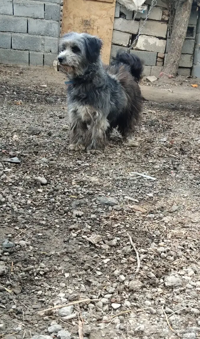 پاکوتاه ماده|سگ|اردبیل, |دیوار