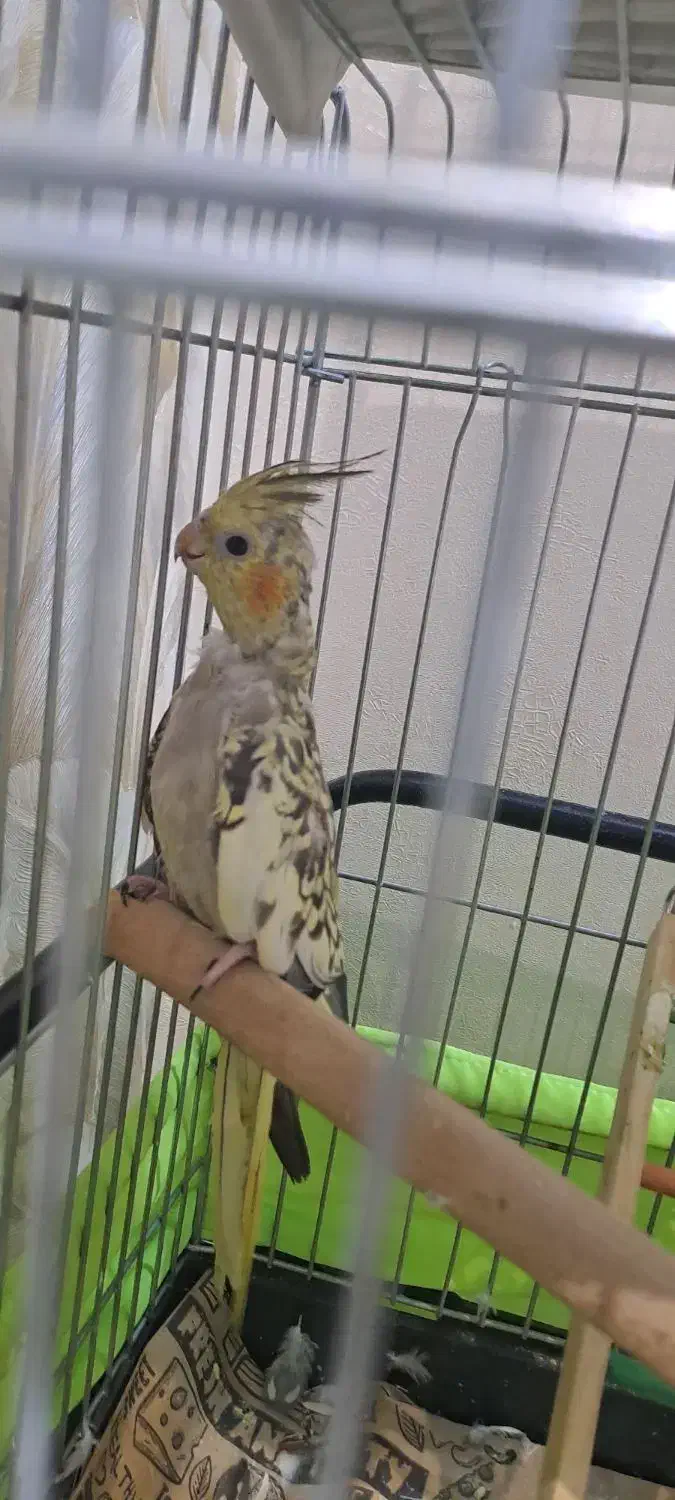 عروس هلندی۳ ماهه کینگ سایز مرواریدی فوری فروشی|پرنده|تهران, ائمه اطهار|دیوار