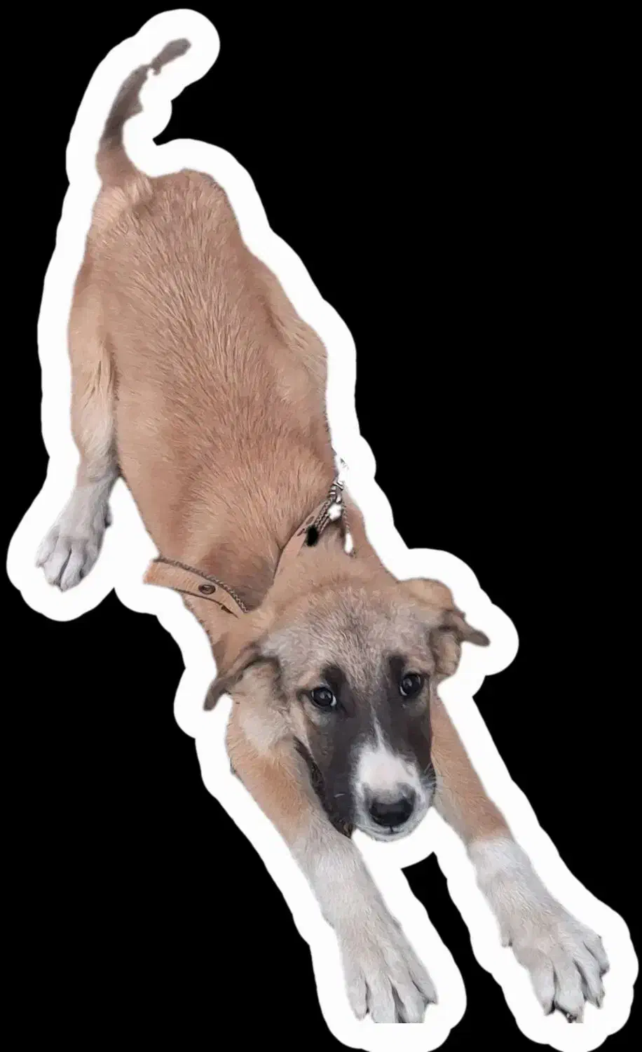 یک عدد سگ سراب توله|سگ|شازند, |دیوار