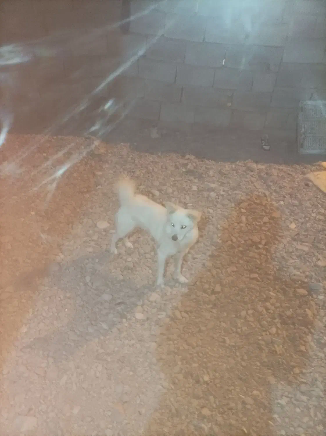 یک سگ پامر اشپیتز 2ساله|سگ|ارزوئیه, |دیوار