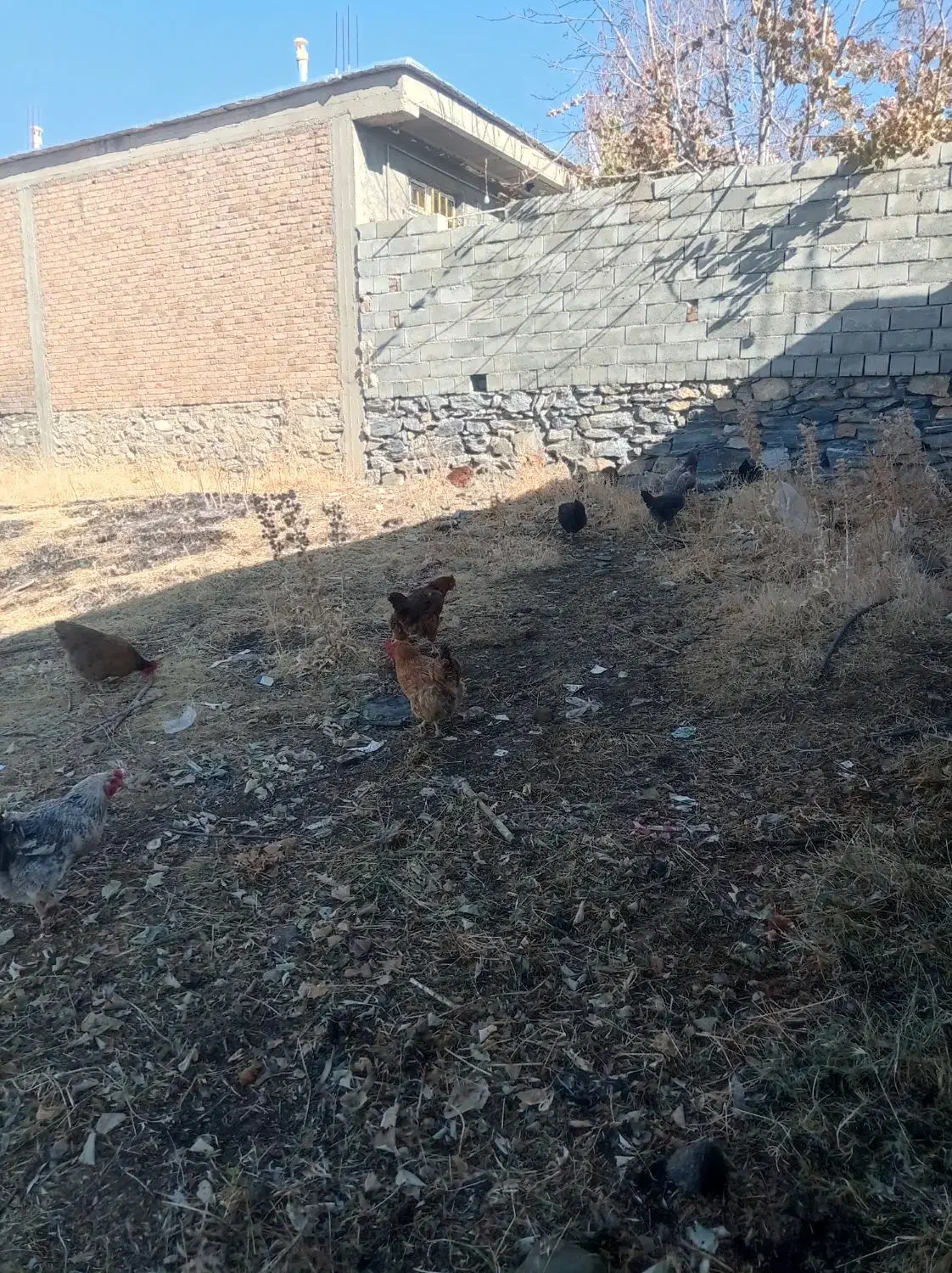 فروش یه گله مرغ وخروس داشتی|حیوانات مزرعه|بانه, |دیوار