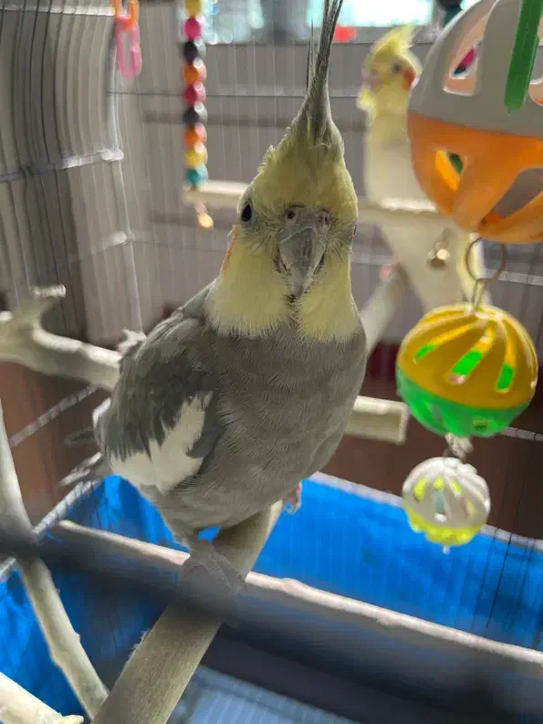 فروش فوری جفت عروس هلندی|پرنده|نائین, |دیوار