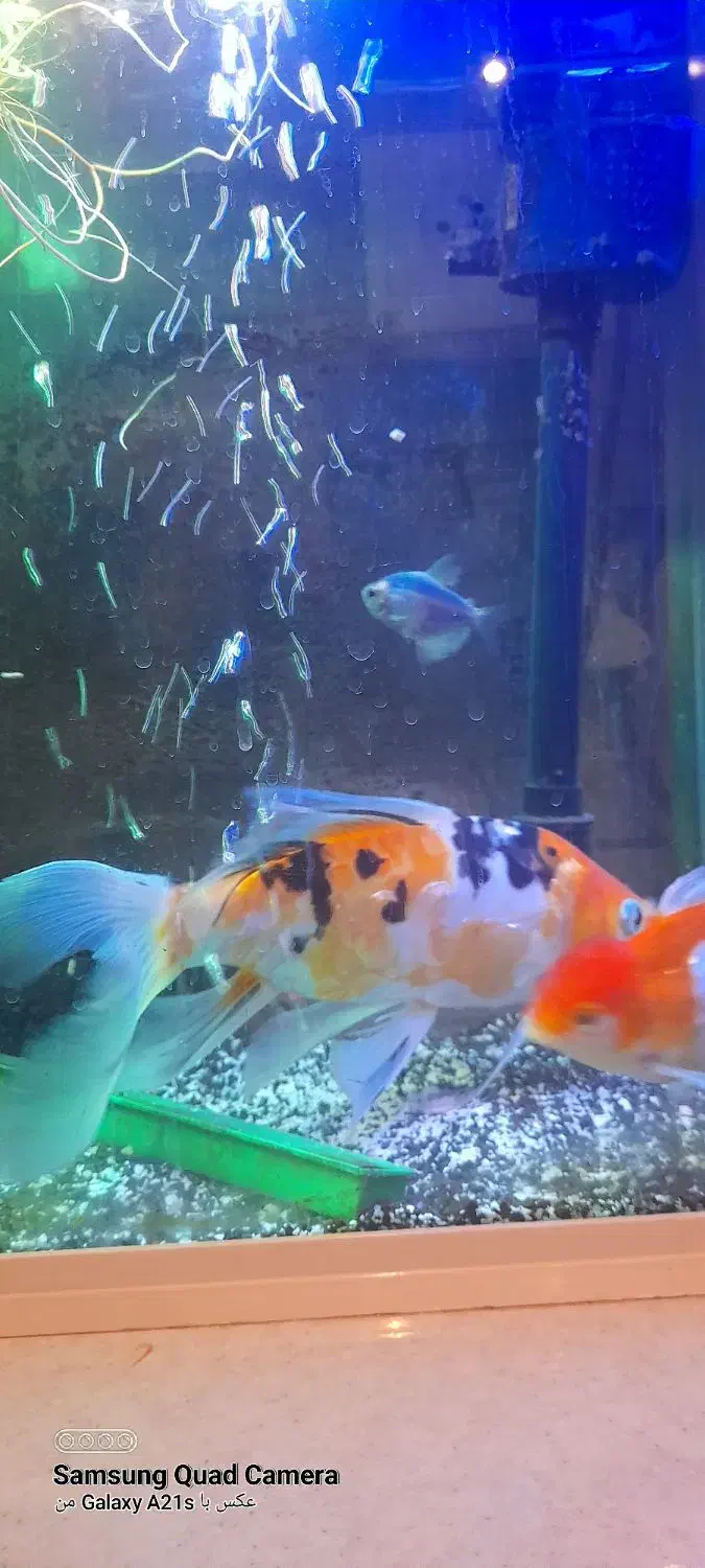 ماهی کویی سوپر باله|ماهی|مشهد, بهارستان|دیوار