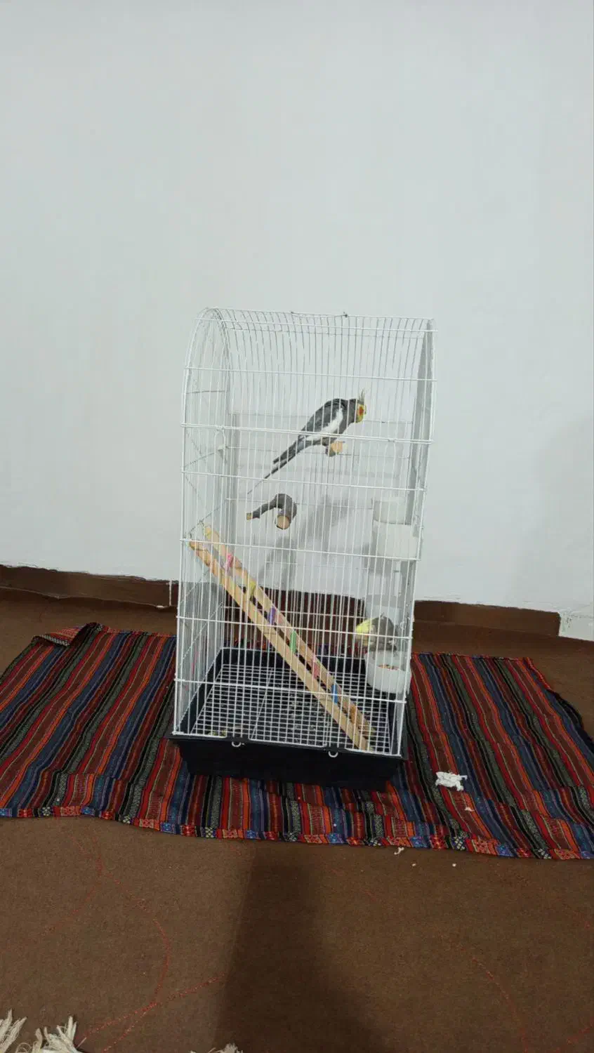 عروس هلندی|پرنده|آبیک, |دیوار