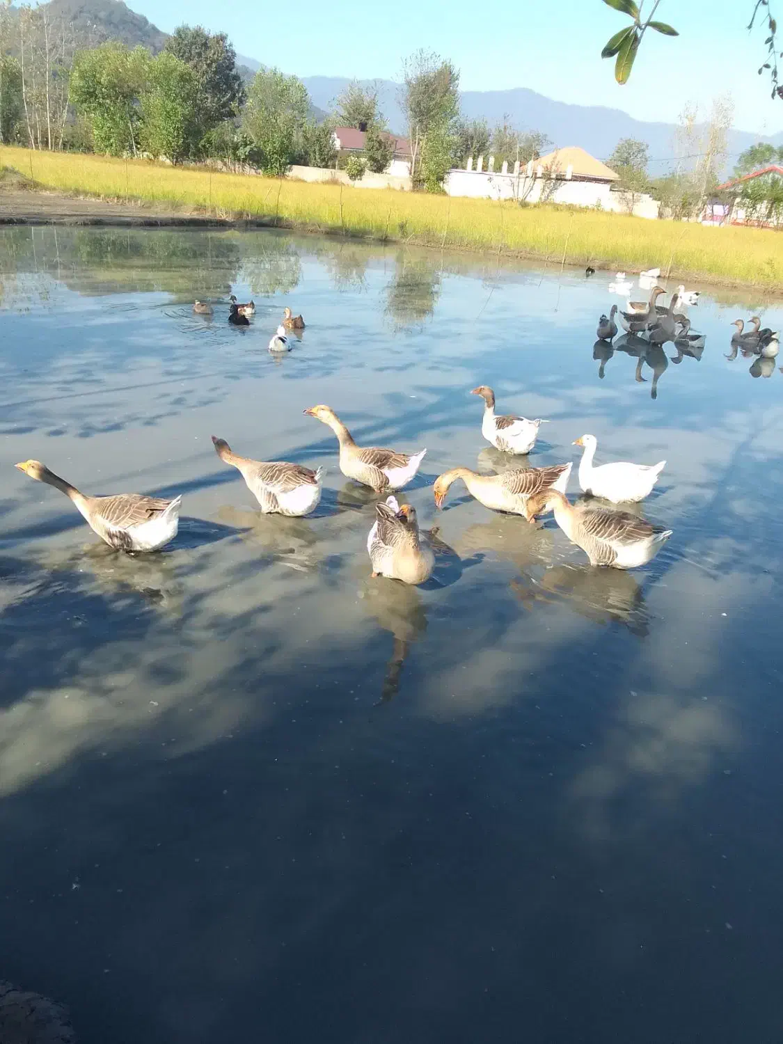 قوغاز و غاز سنگین وزن ۴۰ عدد|حیوانات مزرعه|گوراب زرمیخ, |دیوار